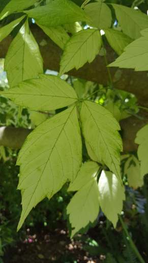 leaves